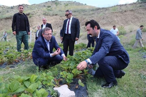 Valimiz Sayın Ziya POLAT ve AK Parti İl Başkanı Sayın Yusuf BAŞER, "Çilek KOP'aran Eller" Projesi Kapsamında Yerinde İncelemelerde Bulundular